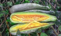 赣州网红吃瓜,揭秘当地美食圈的热辣话题