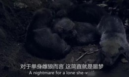 雌狼在线观看影片,野性呼唤下的生存传奇